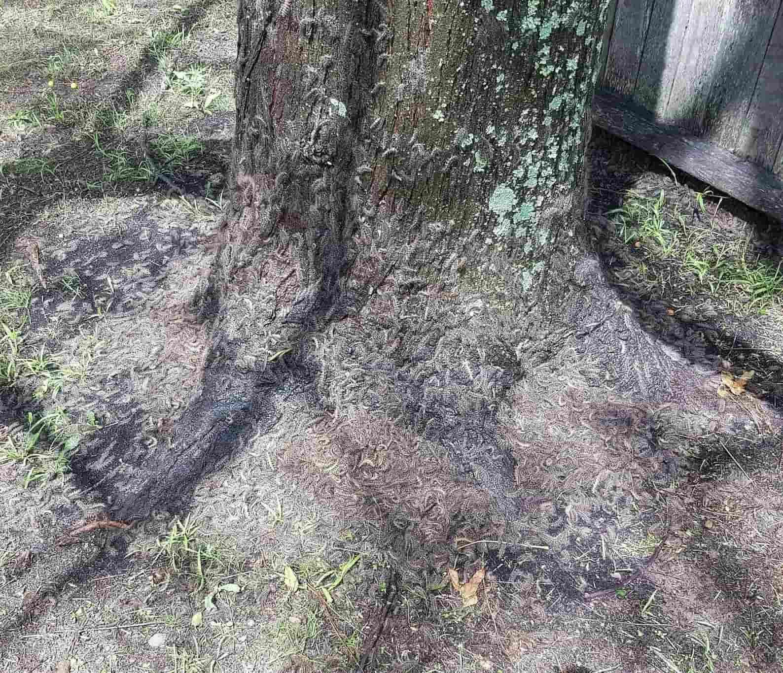 A Close Up Of The Roots Of A Tree — Caban's Pest Control In Wollongbar, NSW