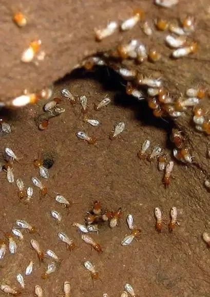 A Bunch Of Termites Are Crawling On A Piece Of Wood — Caban's Pest Control In Ballina, NSW