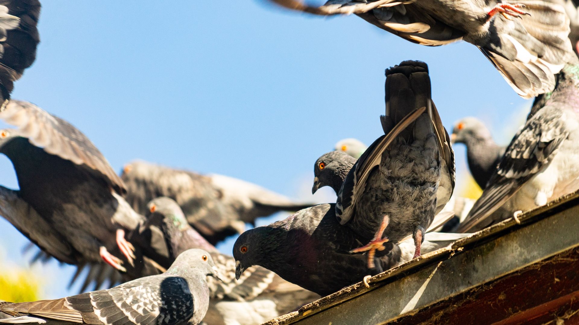 pigeons roosting in a roof — Caban's Pest Control In Goonellabah, NSW