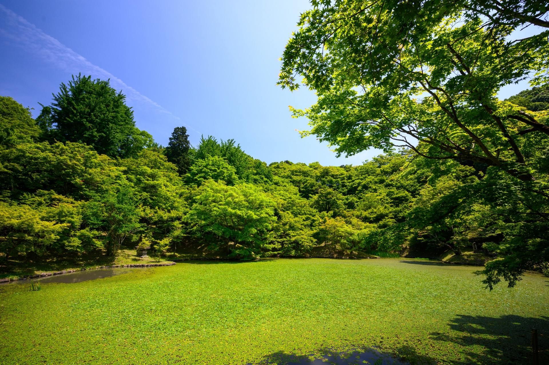 A lush green field surrounded by trees on a sunny day