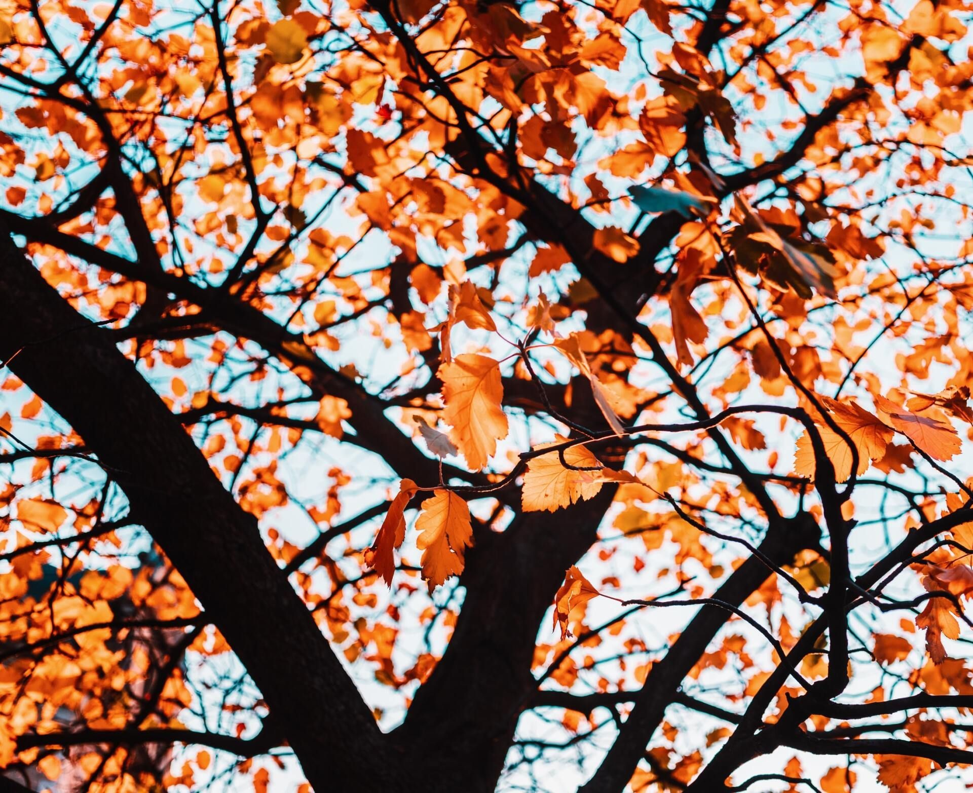 Looking up at a tree with orange leaves against a blue sky.