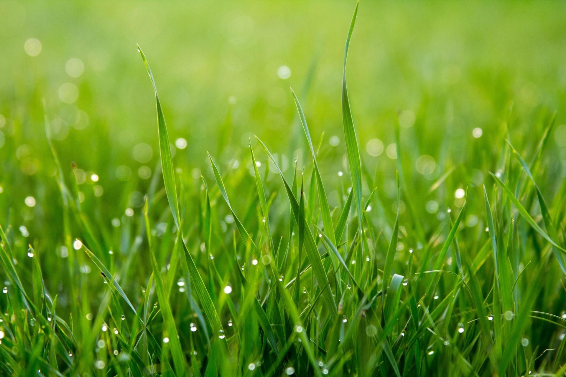 A close up of a lush green field of grass with water drops on it.