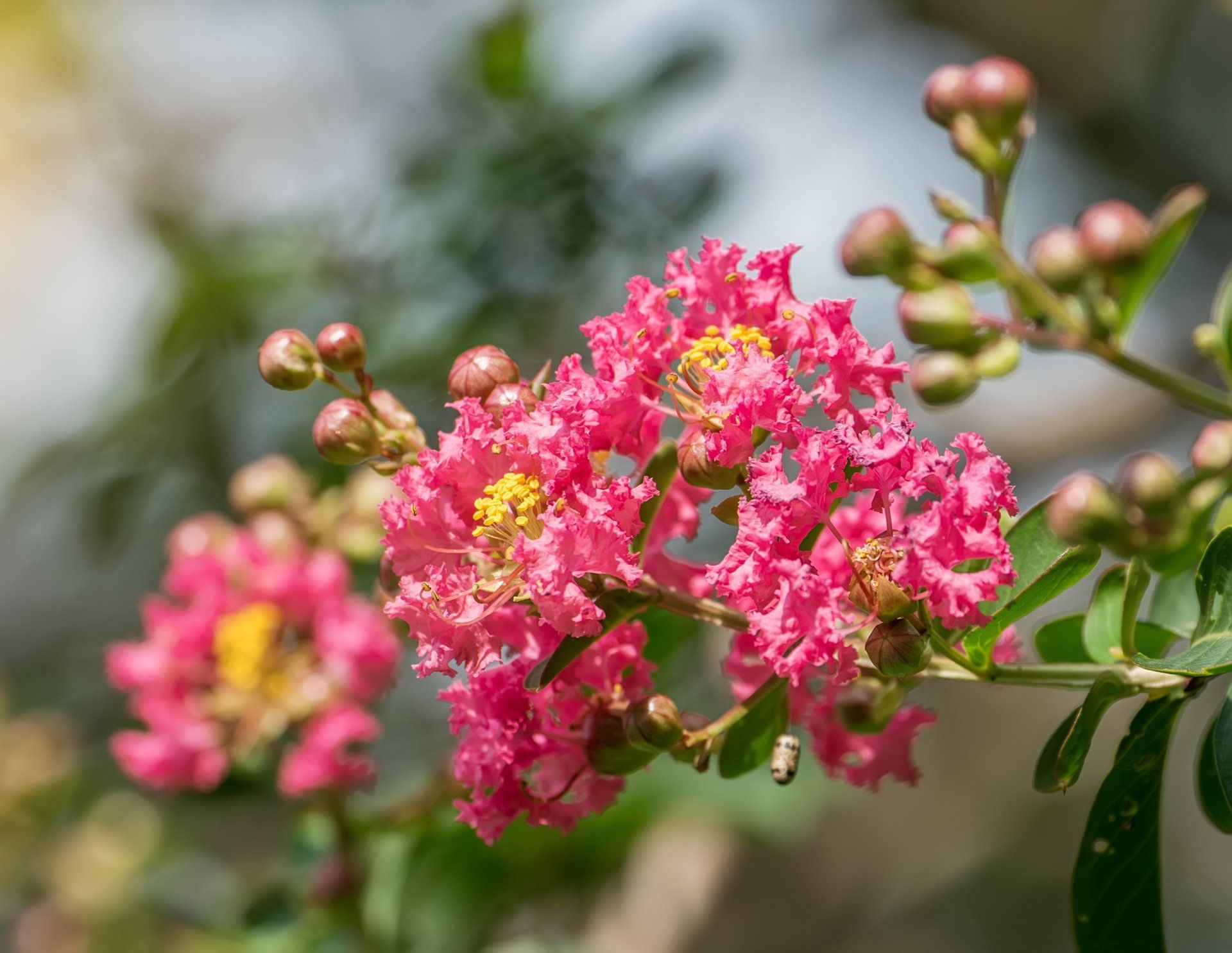 A close up of a pink flower with a yellow center on a tree branch.