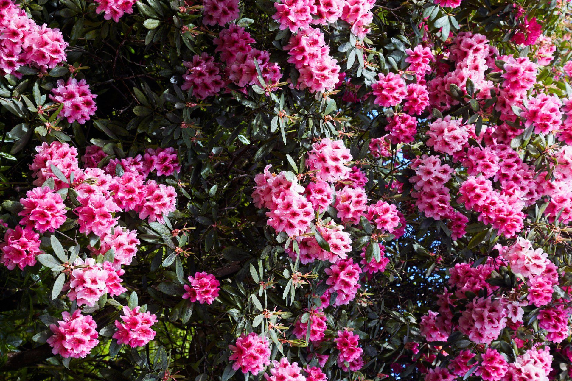 A bush with lots of pink flowers and green leaves