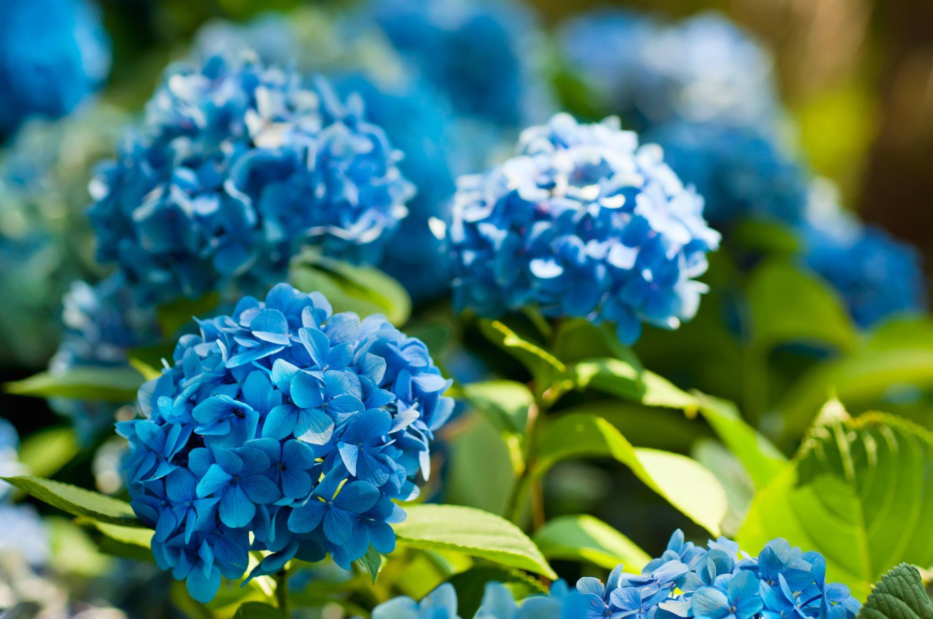 A bunch of blue flowers are growing on a bush.