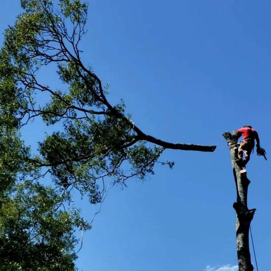 Tree Removal Service — New Caney, TX — De Jesus Tree Service