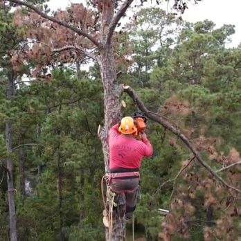 Tree Trimming Process — New Caney, TX — De Jesus Tree Service