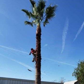 Worker Trimming a Tree — New Caney, TX — De Jesus Tree Service
