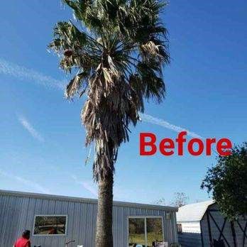 Before Tree Trimming — New Caney, TX — De Jesus Tree Service
