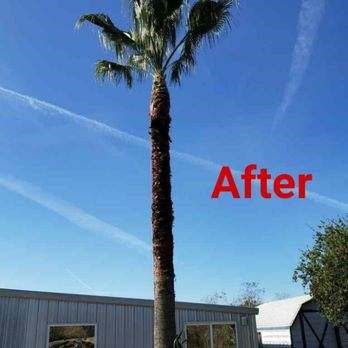 After Tree Trimming — New Caney, TX — De Jesus Tree Service