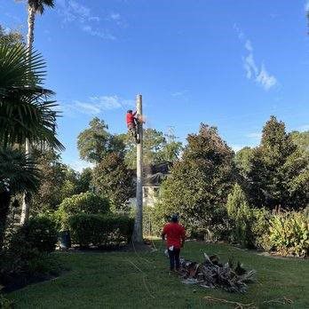 Tree Removal in Garden — New Caney, TX — De Jesus Tree Service