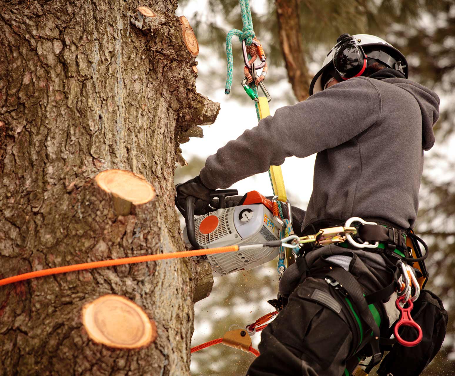 Tree Trimming Service — New Caney, TX — De Jesus Tree Service