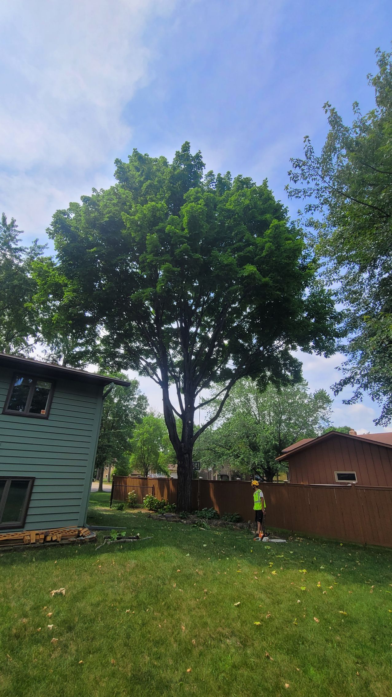 Tree Pruning in St. Cloud, MN | Topher's Tree Trimming, LLC