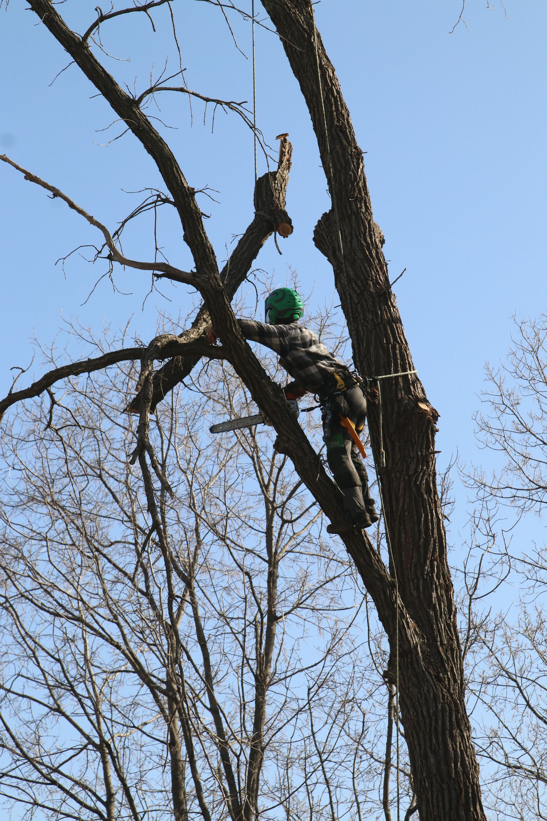 Tree Service in St. Cloud, MN | Topher's Tree Trimming, LLC