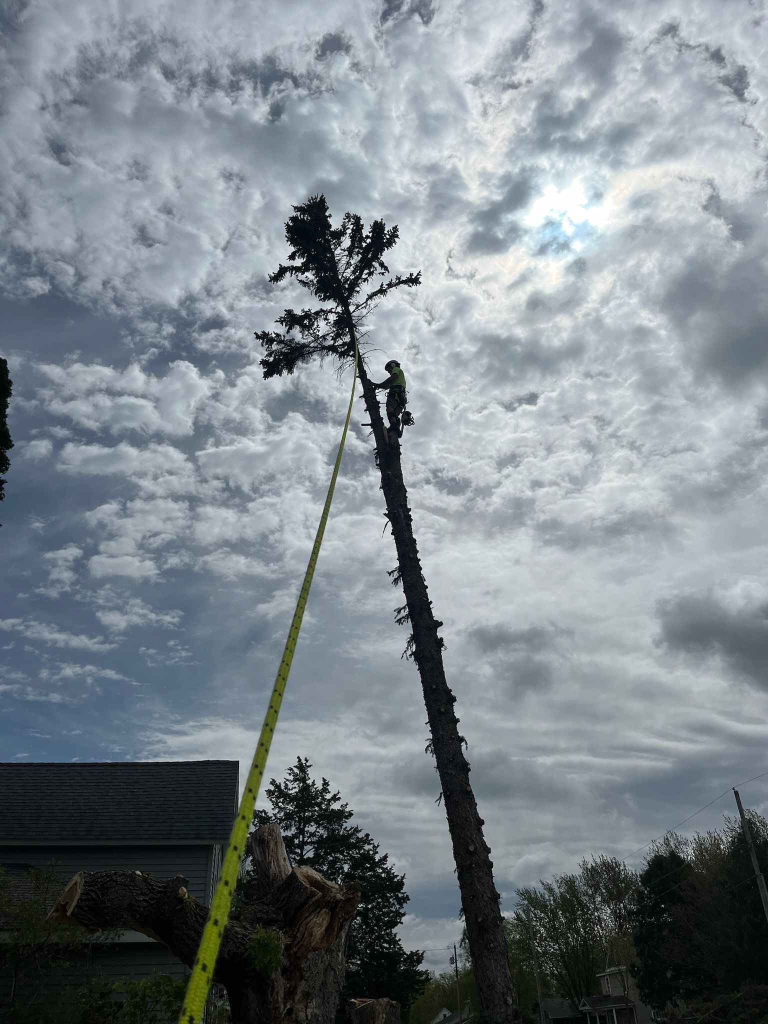 Tree Removal in St. Cloud, MN | Topher's Tree Trimming, LLC