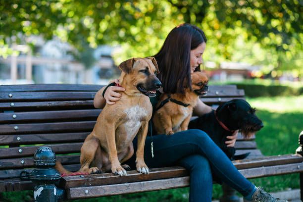 Woman sitting on a park bench with three dogs: brown, tan, and black; sunny outdoor setting.