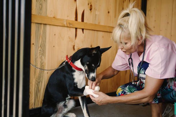 Vet examining a black and white dog's paw, holding a bone treat. Wooden interior setting.
