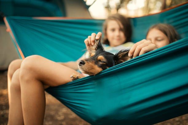 Two children pet a dog in a teal hammock outdoors.