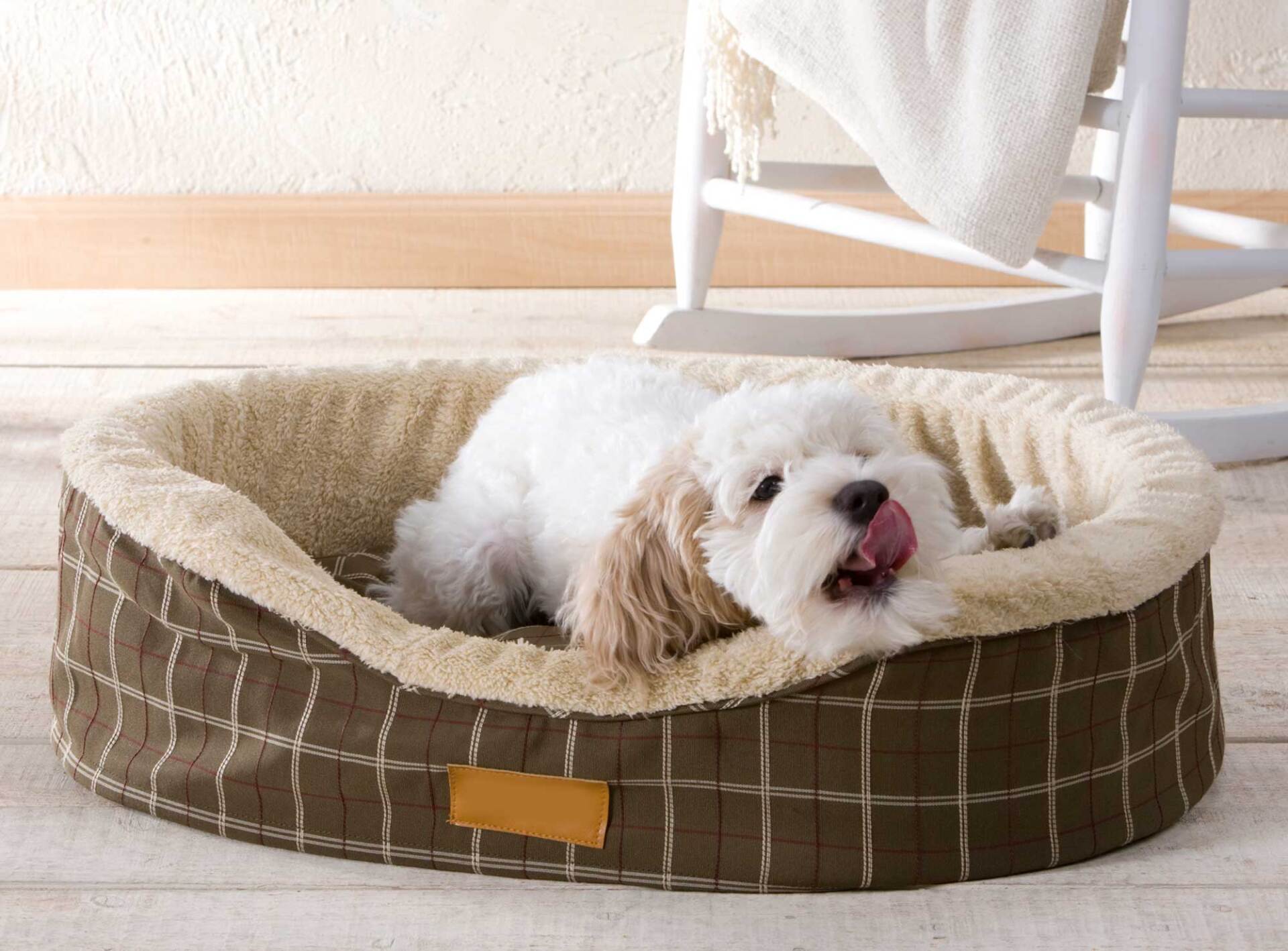 Dog Boarding — Loganville, GA — Paws & Parks