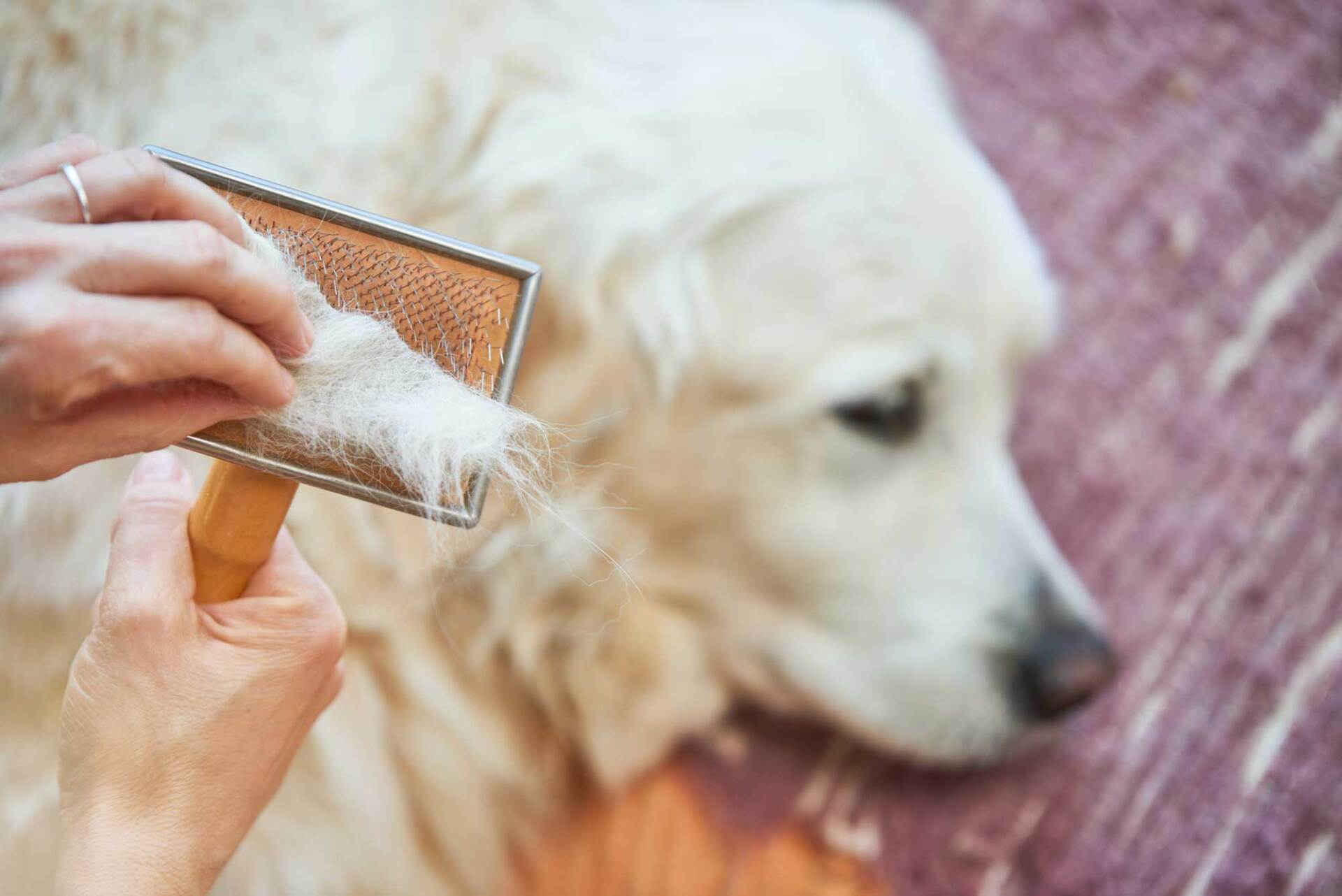 Woman Combs Golden Retriever Dog with a Metal Grooming Comb — Loganville, GA — Paws & Parks