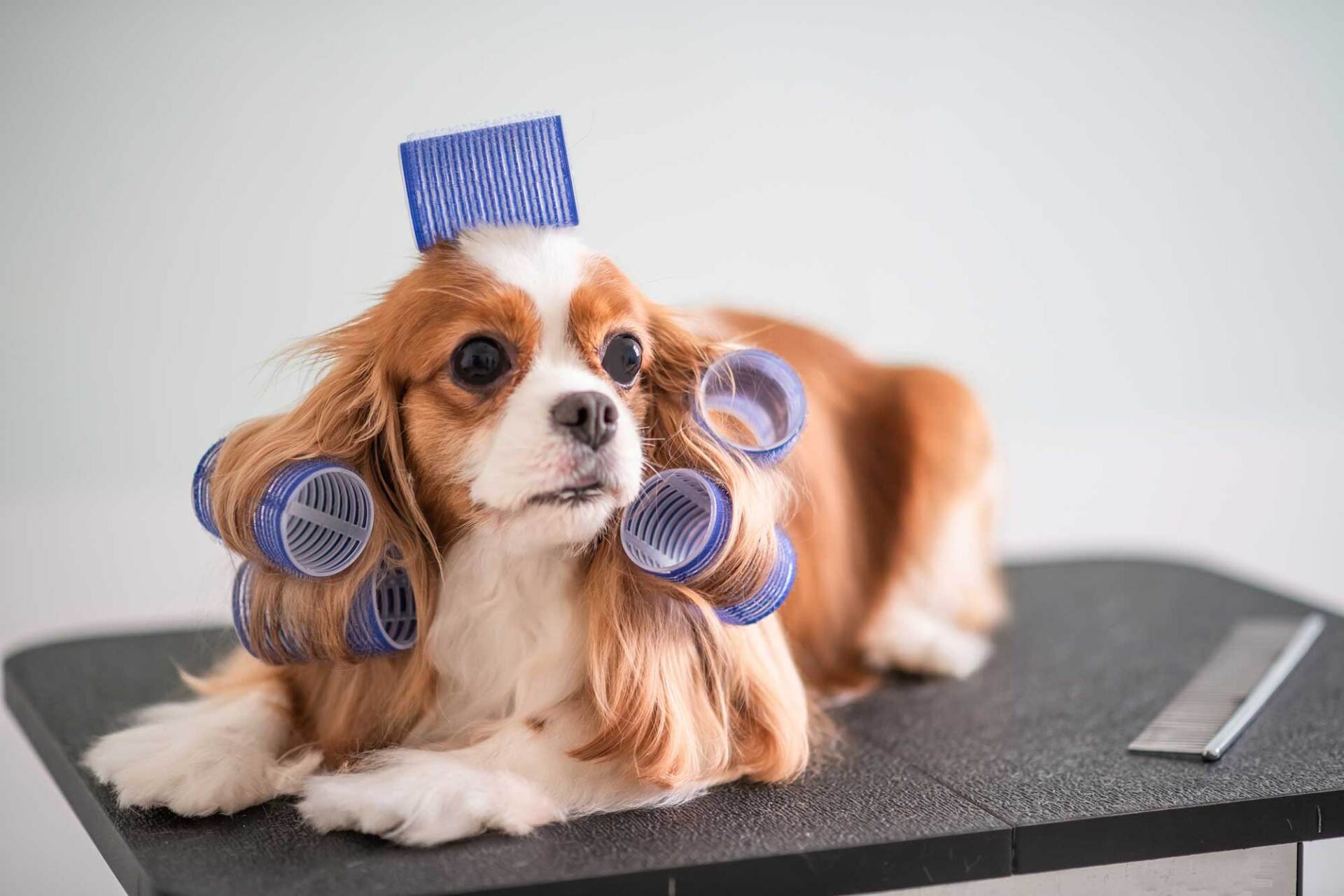 Cavalier King Charles Spaniel Dog Breed — Loganville, GA — Paws & Parks