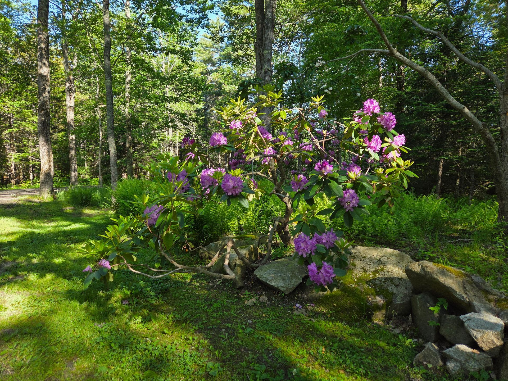A rhododendron bush with pink flowers in a grassy area, surrounded by trees.