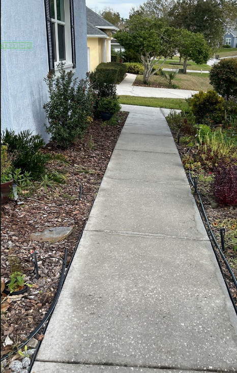 A sidewalk leading to a house with a lot of plants on the side of it.
