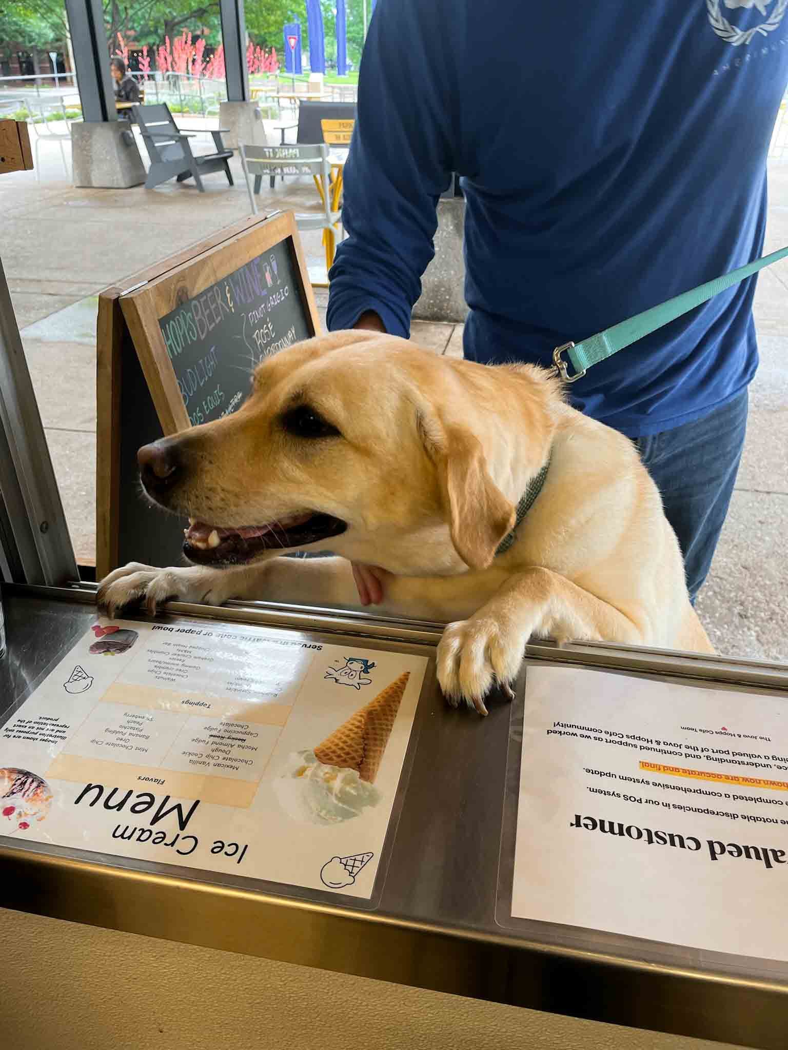 A dog is sitting at a counter looking at a menu.