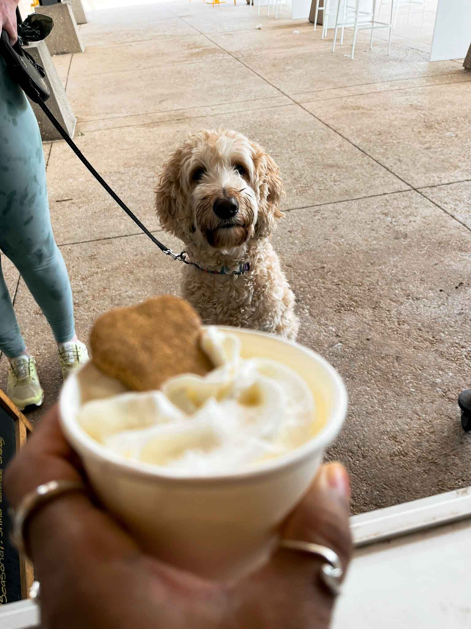 A person is holding a cup of coffee in front of a dog on a leash.