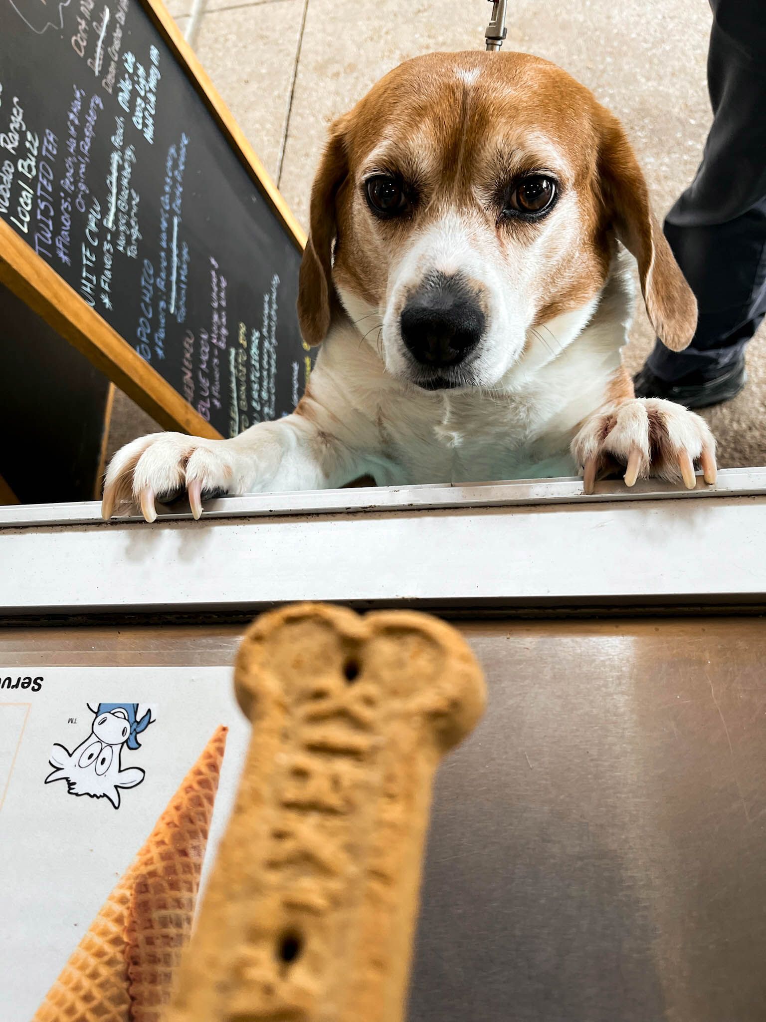 A brown and white dog is looking through a window at an ice cream cone.