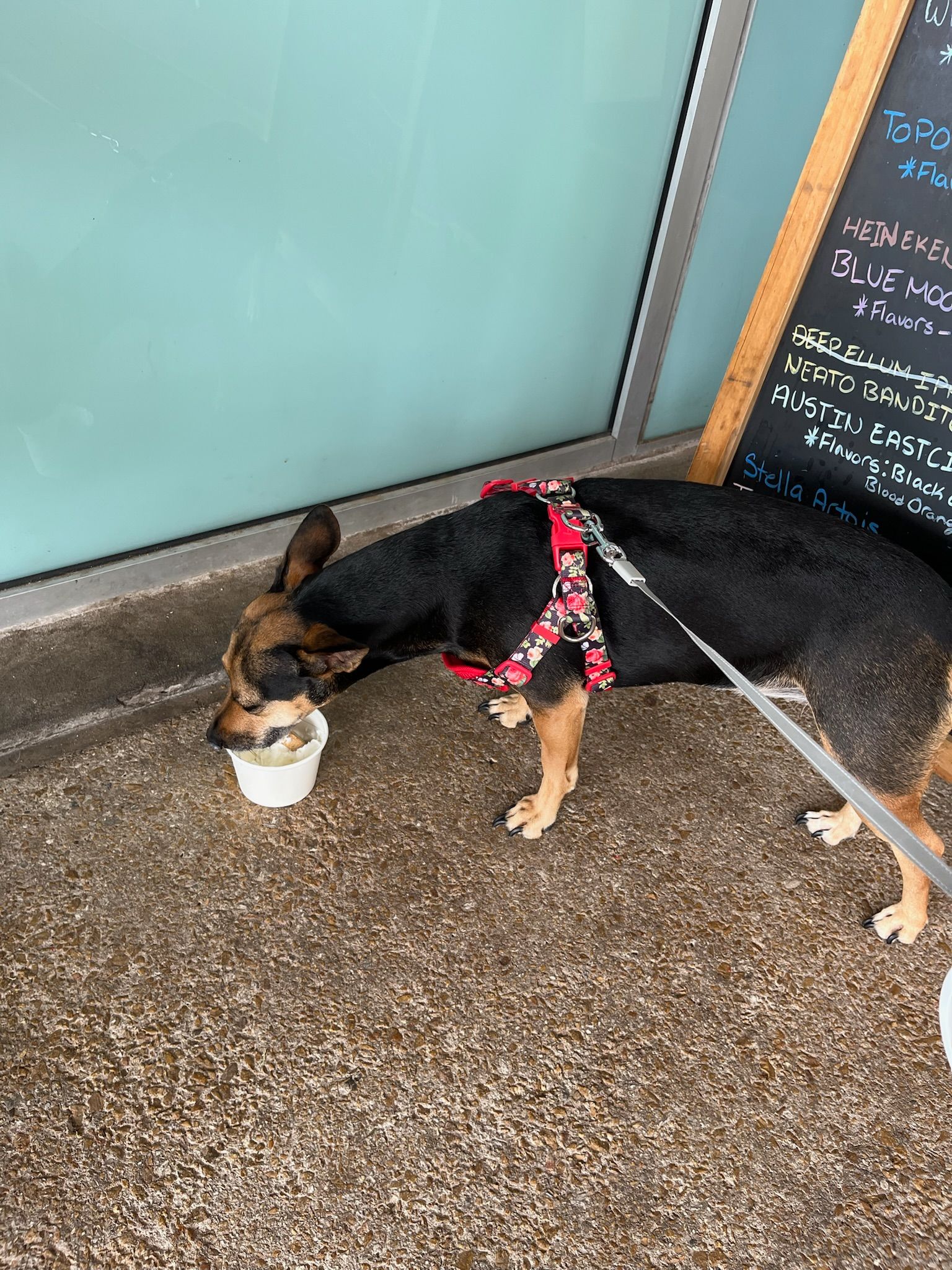 A dog is drinking water from a cup on the ground.