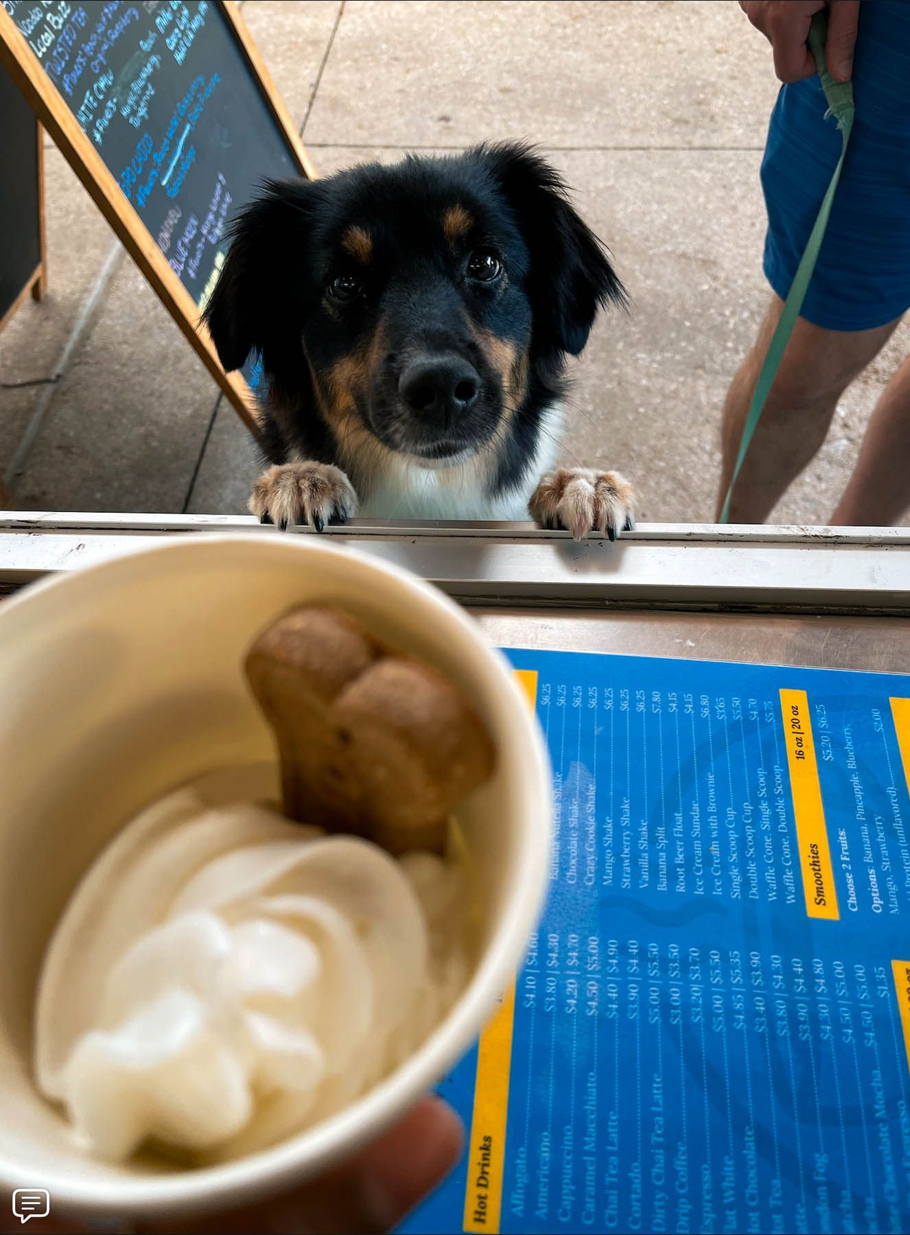 A dog is looking at a cup of ice cream