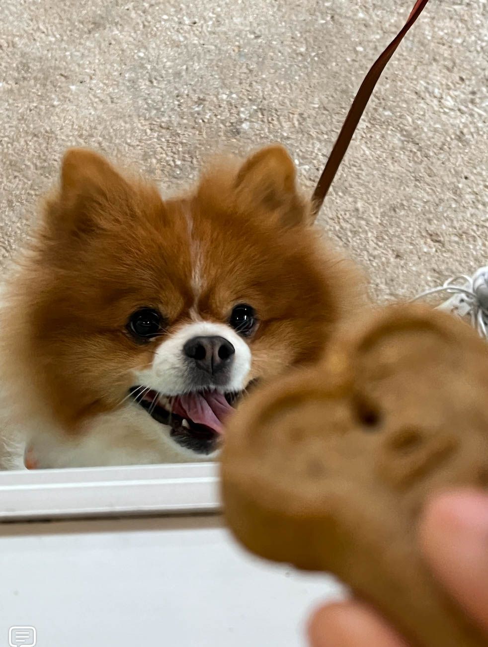A pomeranian dog is looking at its reflection in a mirror.