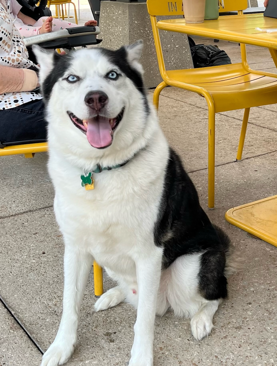A black and white husky dog is sitting on a yellow chair with its tongue hanging out.