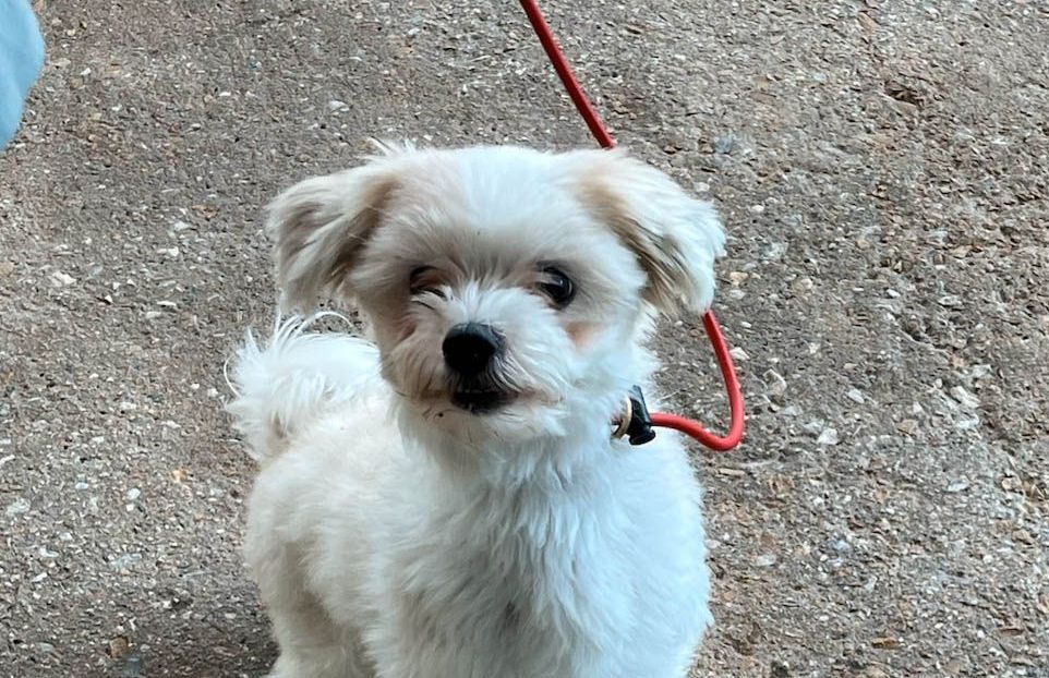 A small white dog is on a leash and looking at the camera.
