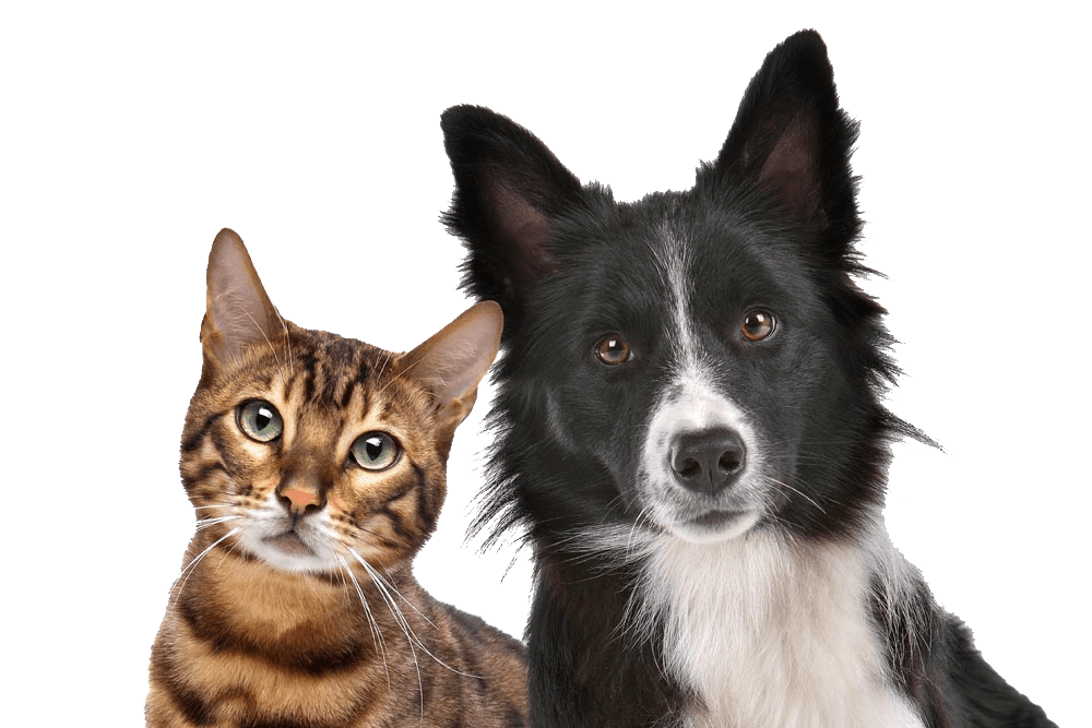 Image produits vétérinaires Pharmacie Gindre