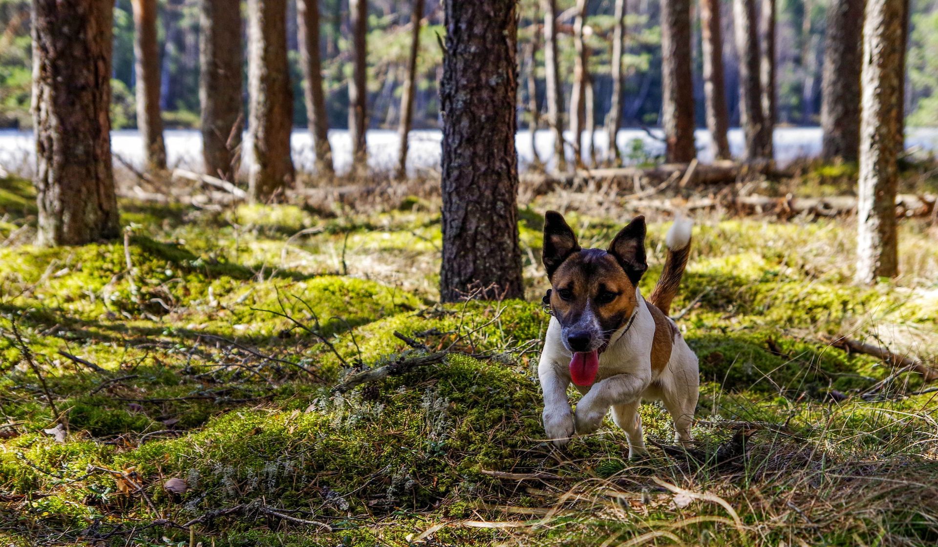 Small brown-and-white dog running through a sunlit forest with mossy ground and tall trees