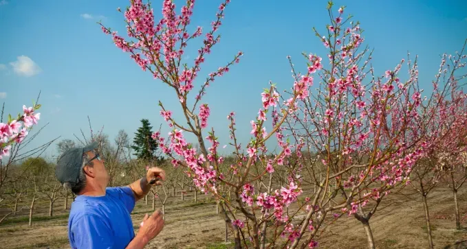 2. Especialistas en Poda de Árboles Frutales en Toledo