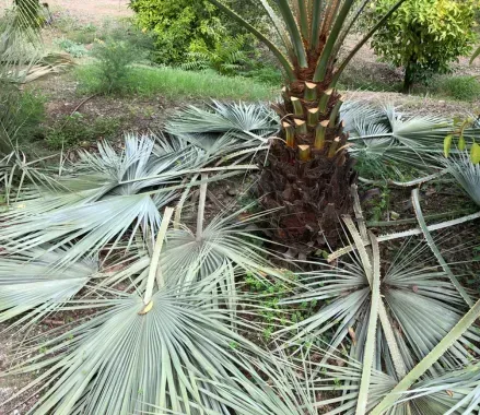 2. Especialistas en Poda de Árboles Frutales en Toledo