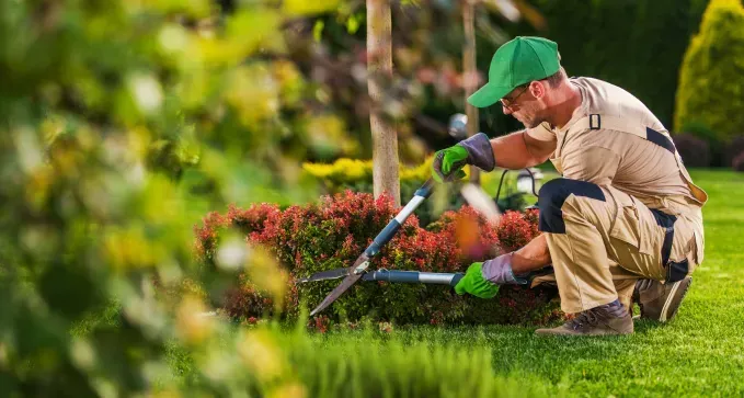 4. Especialistas en Servicios de Jardinería y Retirada de Maleza en Toledo