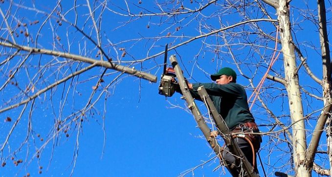 empresa de tala y poda de arboles, arbustos y palmeras en lleida