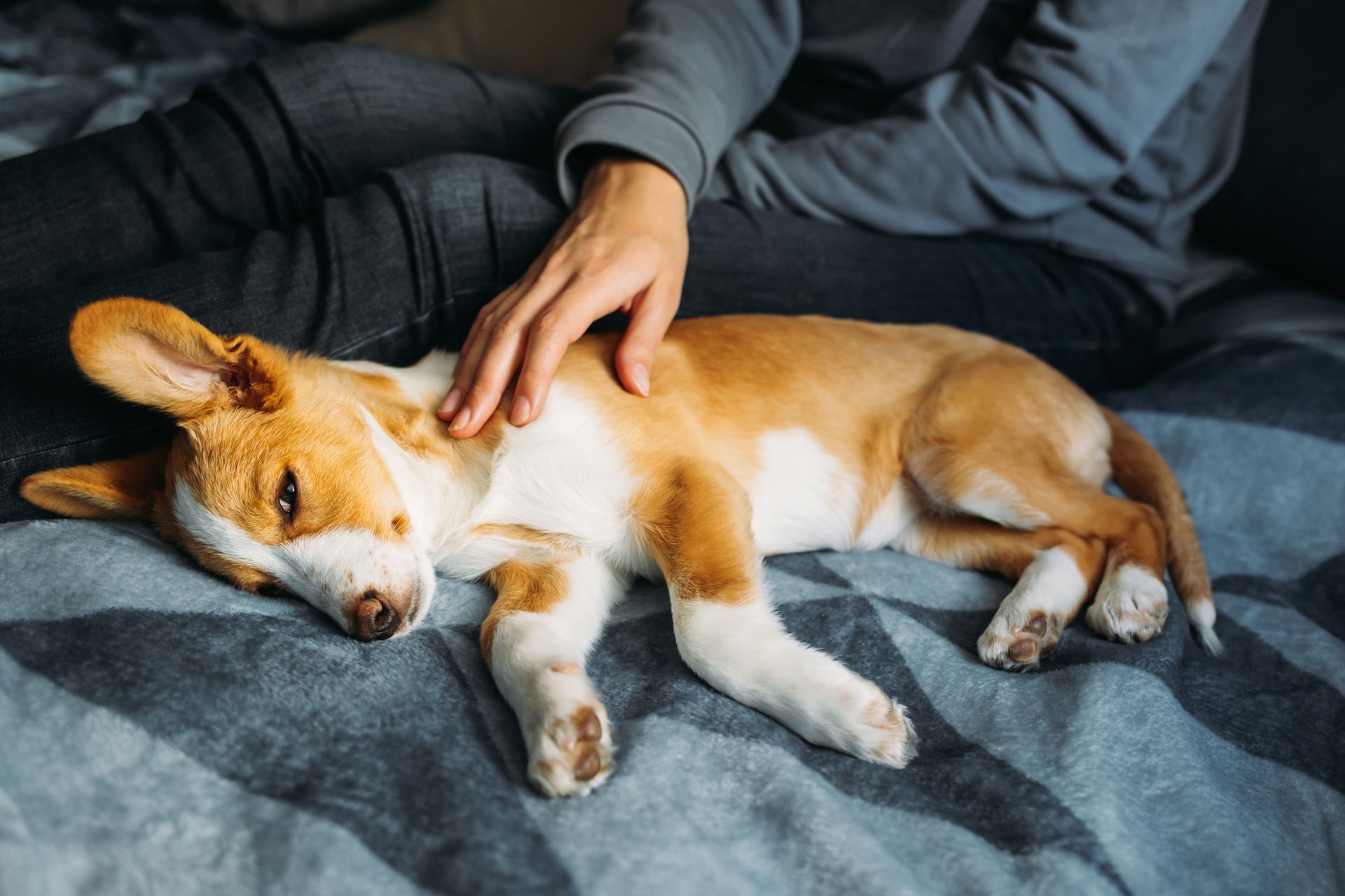 A person is petting a beagle puppy laying on a bed.