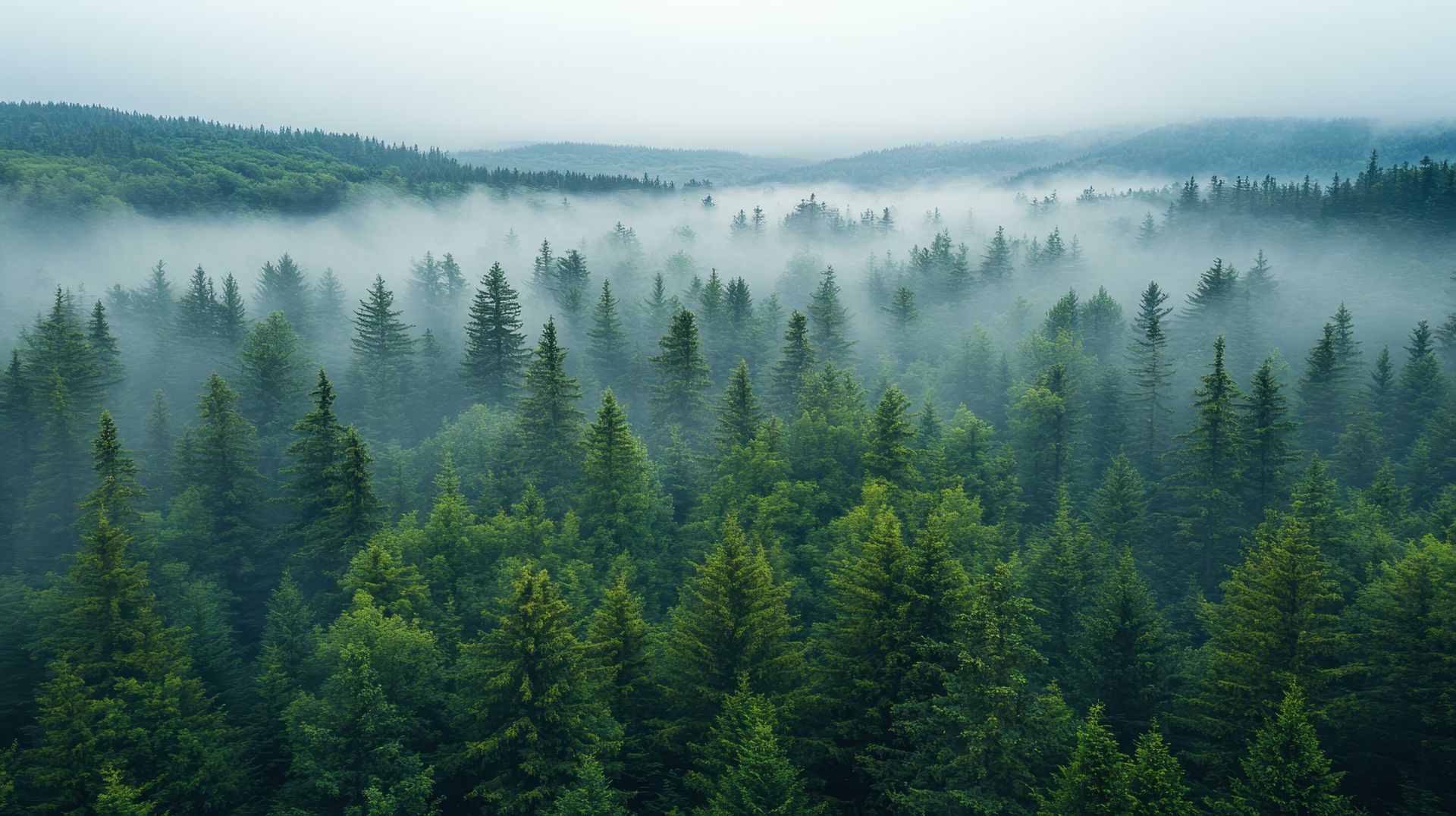 birds eye view of a foggy forest - old georgetown mental health associates in rockville, md
