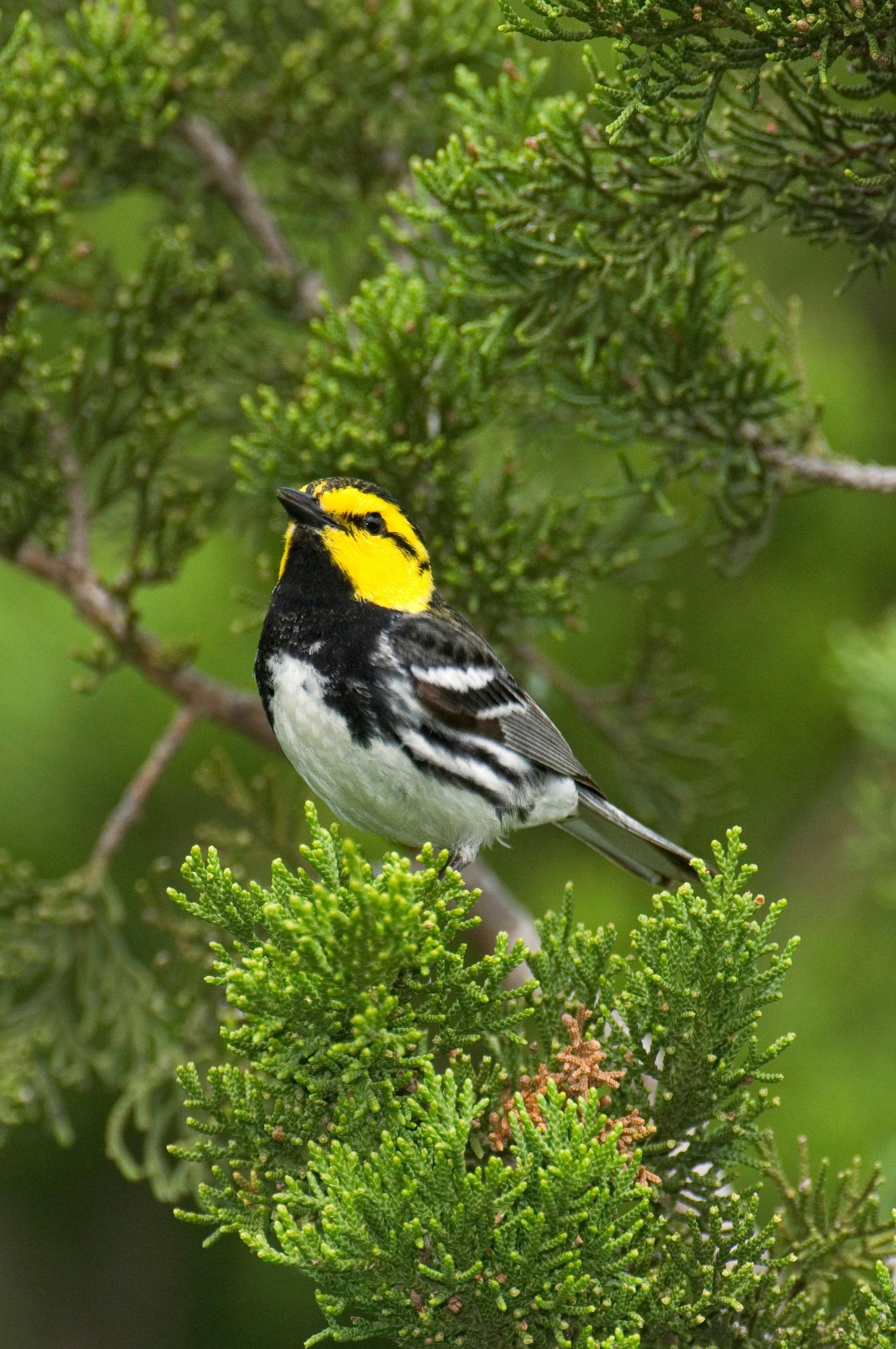 A small yellow and black bird perched on a tree branch.