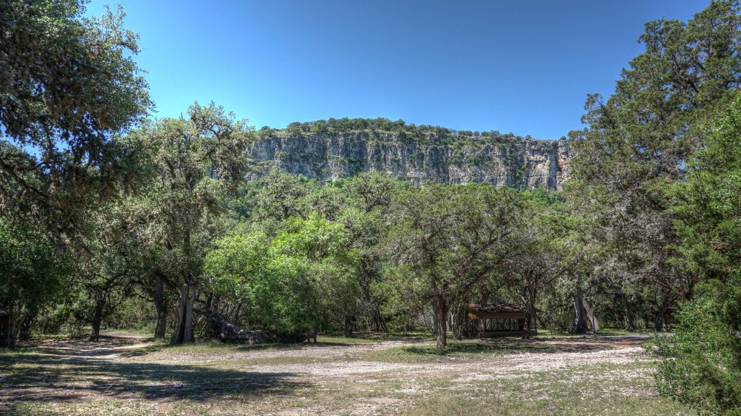 A lush green forest with a mountain in the background.