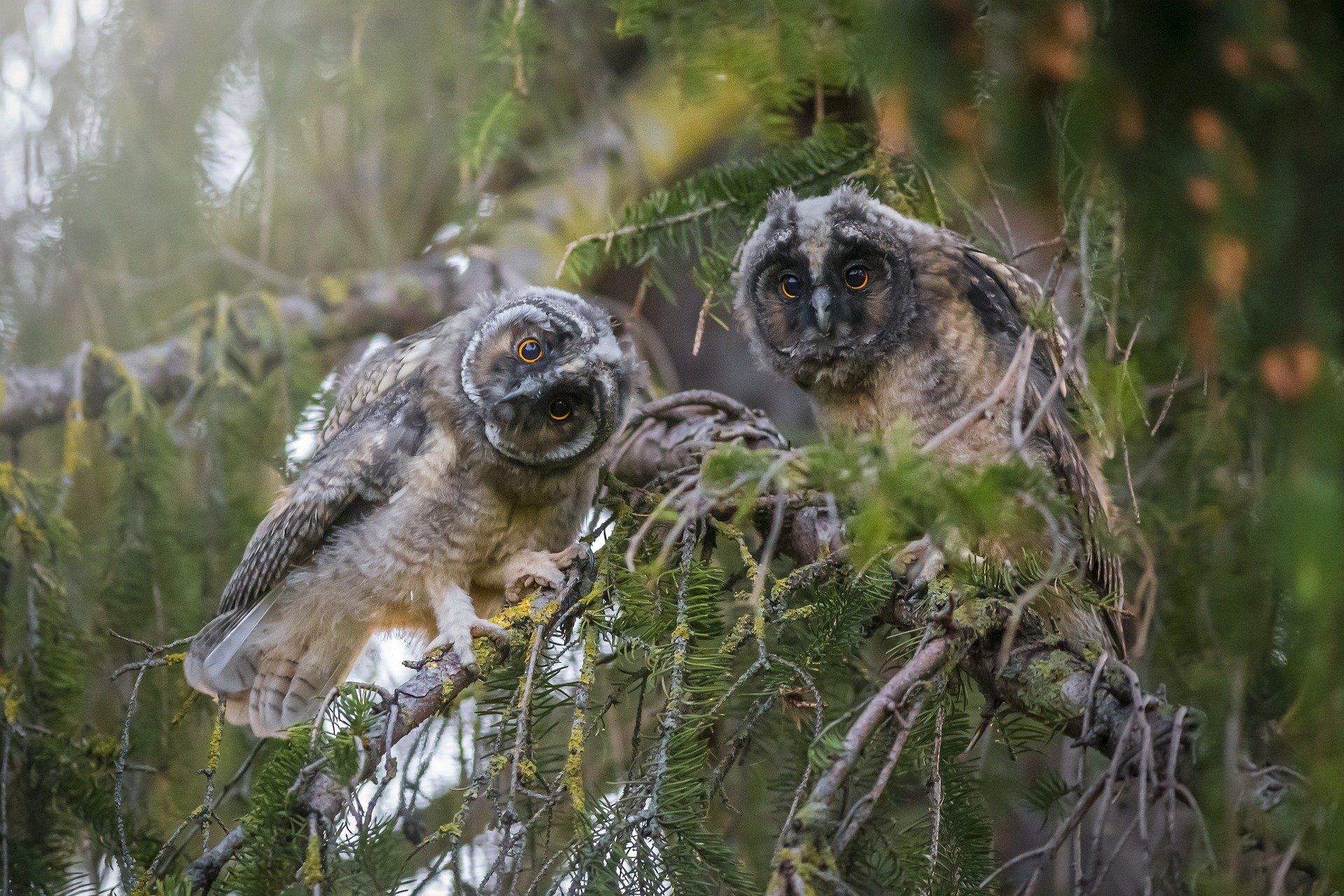 Two owls are perched on a tree branch.