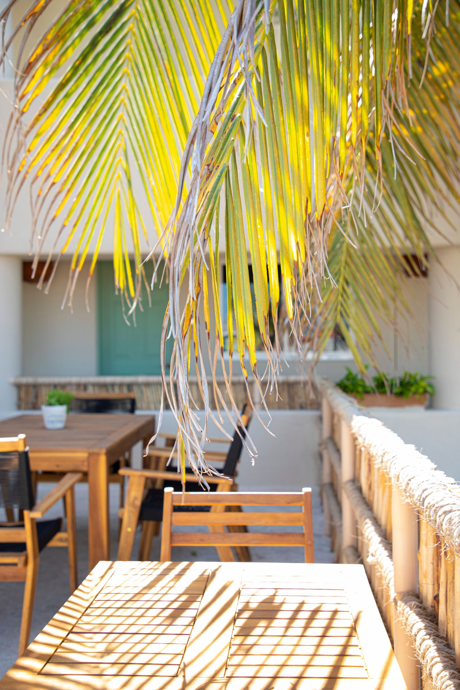 Hay una mesa y sillas debajo de una palmera.