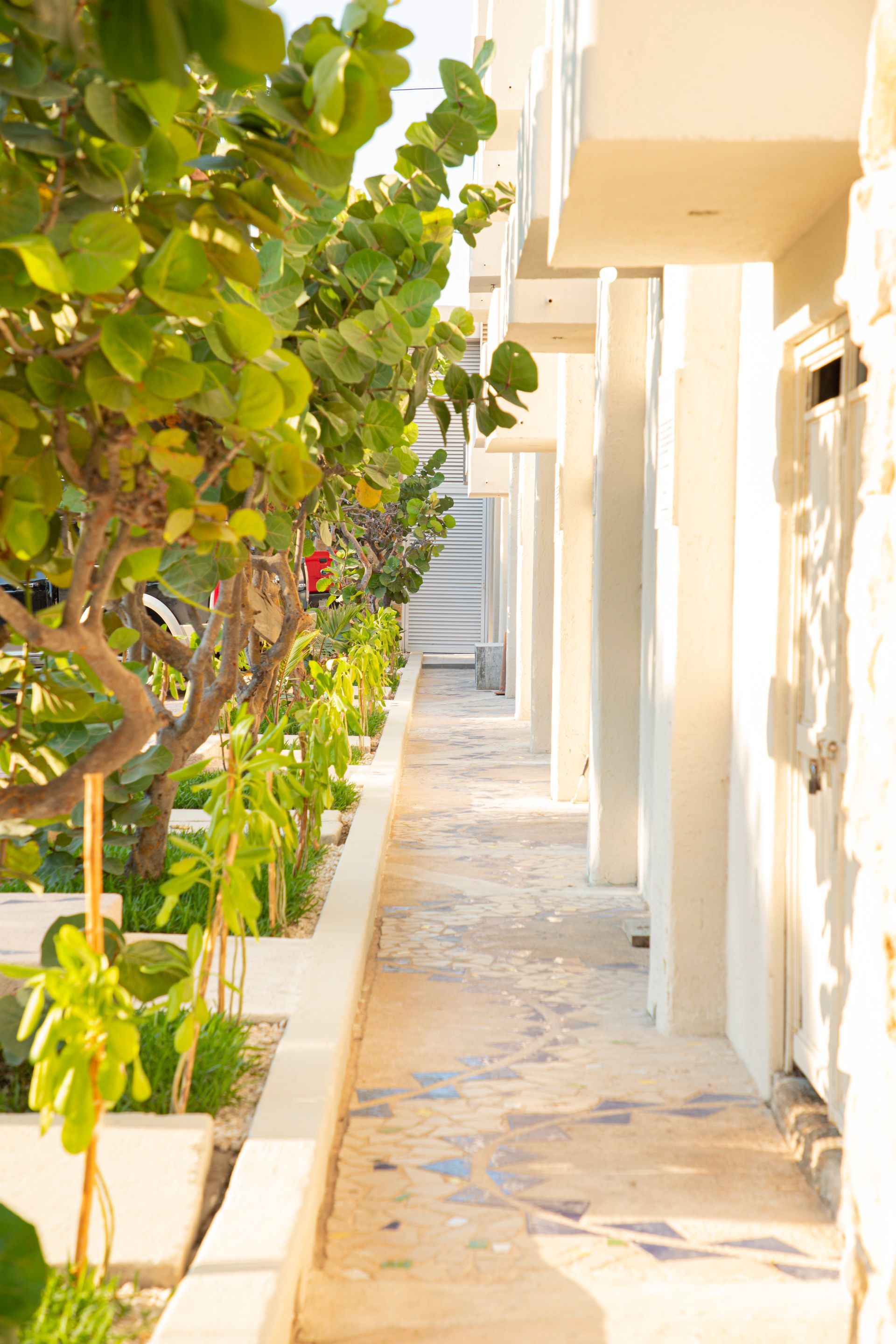 Una hilera de árboles a lo largo de una pasarela entre dos edificios.