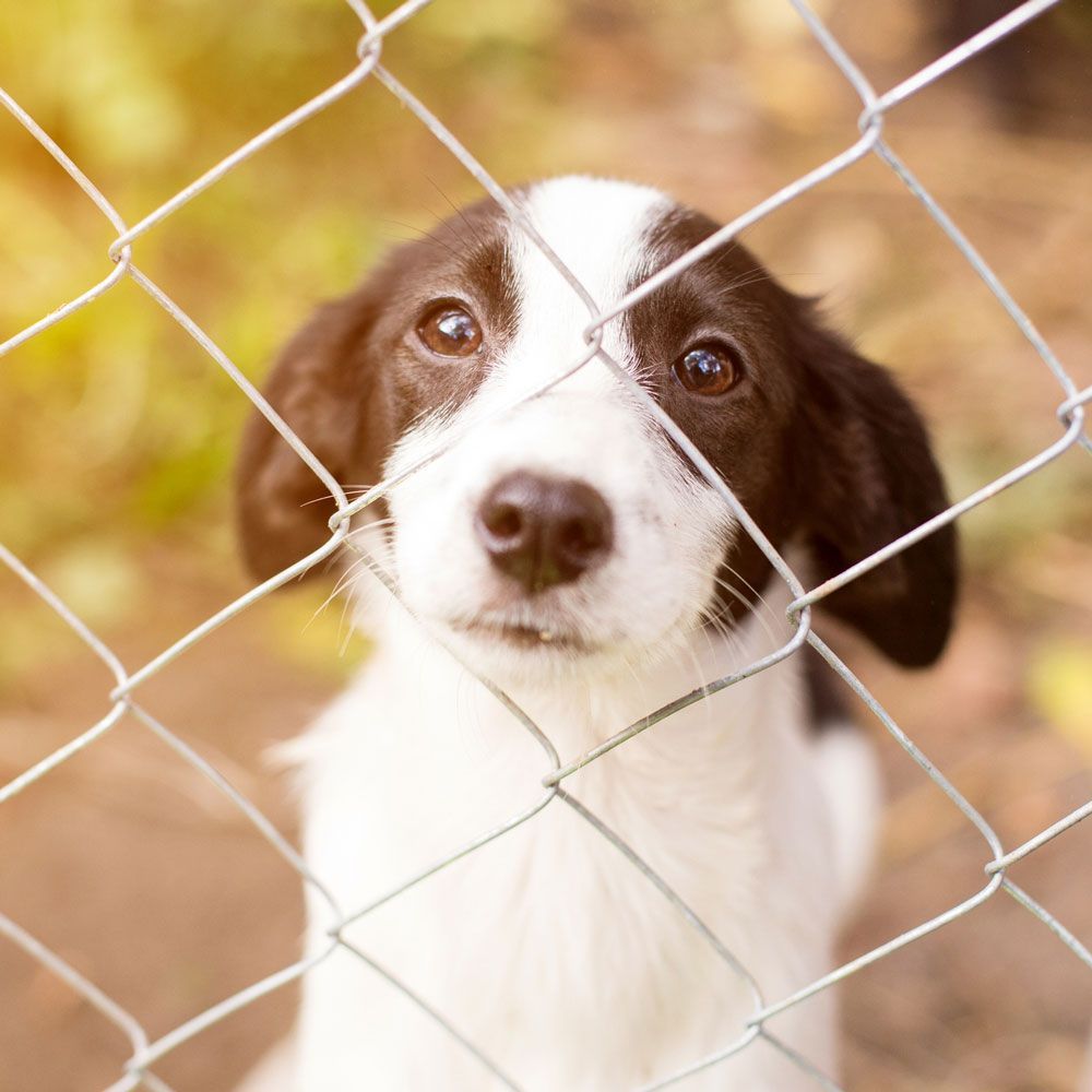 Pet Fence — Waipahu, HI — Arc Designs Hawaii, LLC