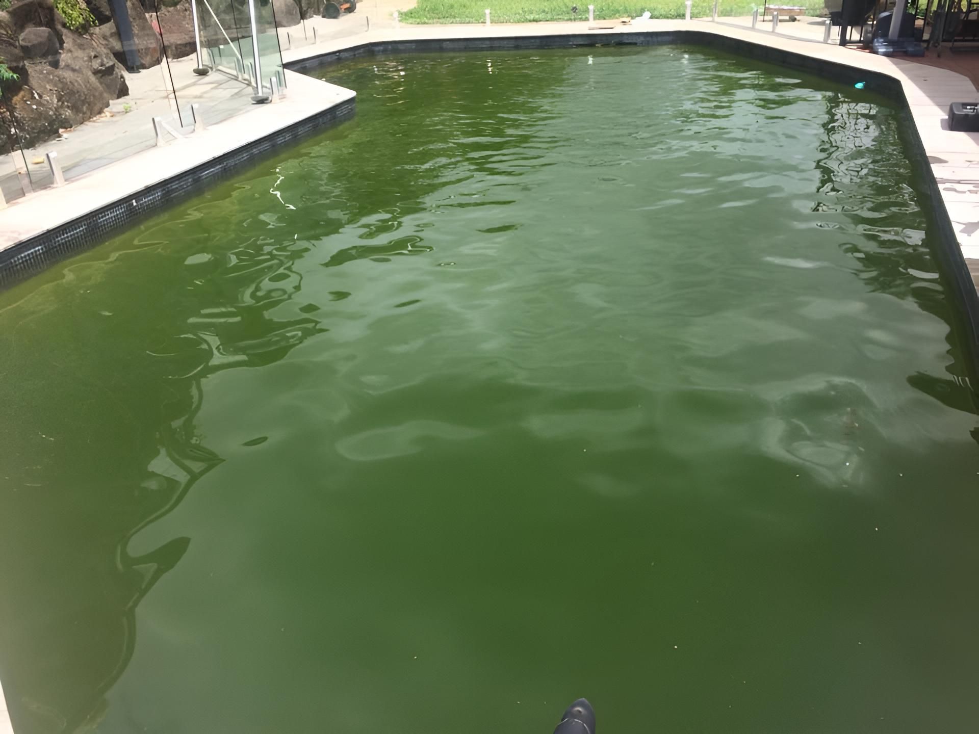 A Large Swimming Pool Filled With Green Water — Aqua Duck Pool Care In Beerwah, QLD